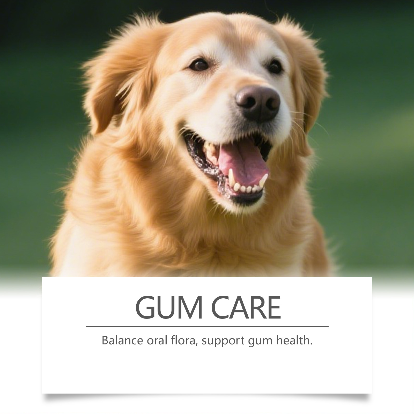 Hundezahnpflege-Pulver Katzen- – Teeth Whitening Powder Bewertung und Preis